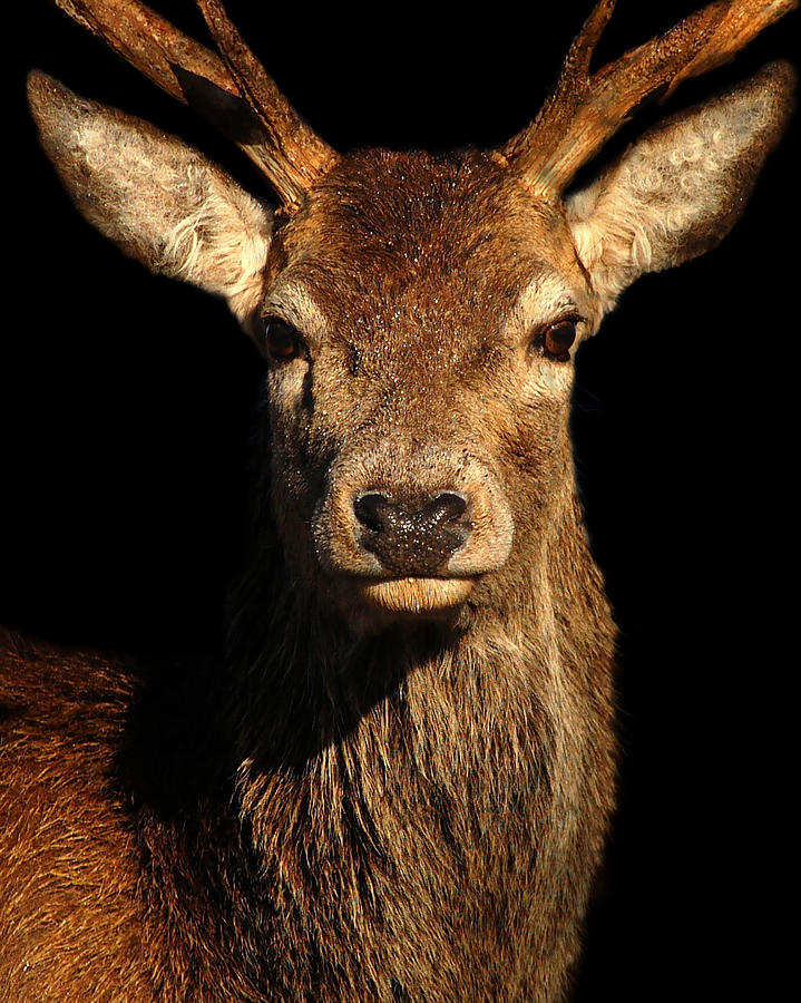 Red deer stag #18 Photograph by Gavin Macrae