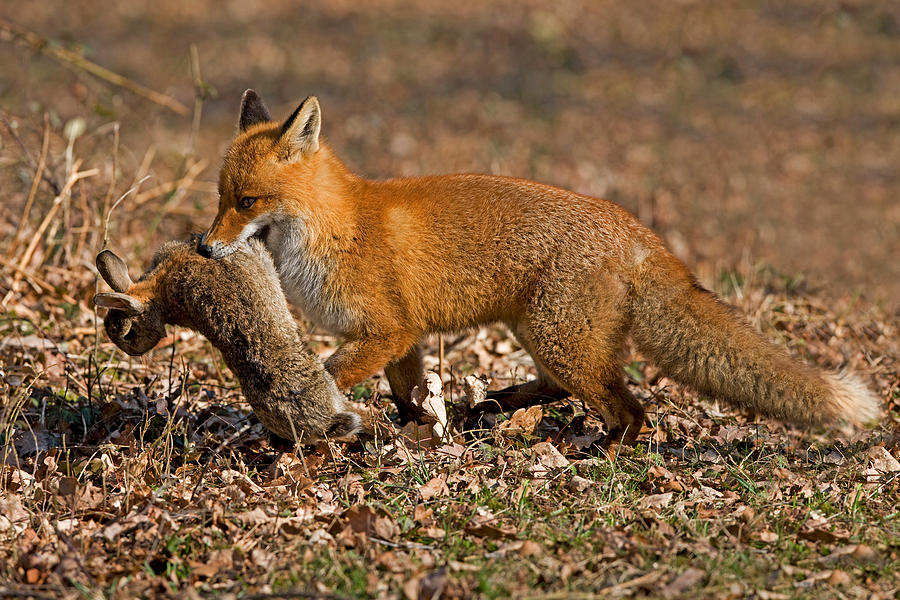 Red Fox Vulpes Vulpes #18 Photograph by Gerard Lacz