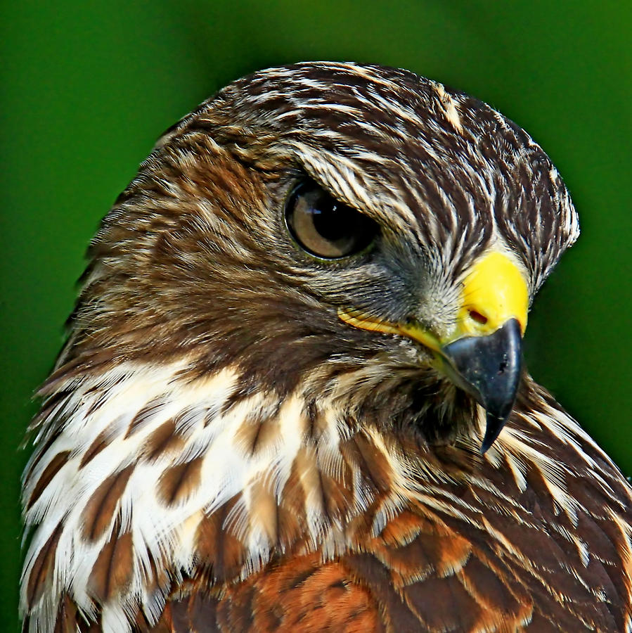 Red Shouldered Hawk Photograph by Ira Runyan - Fine Art America