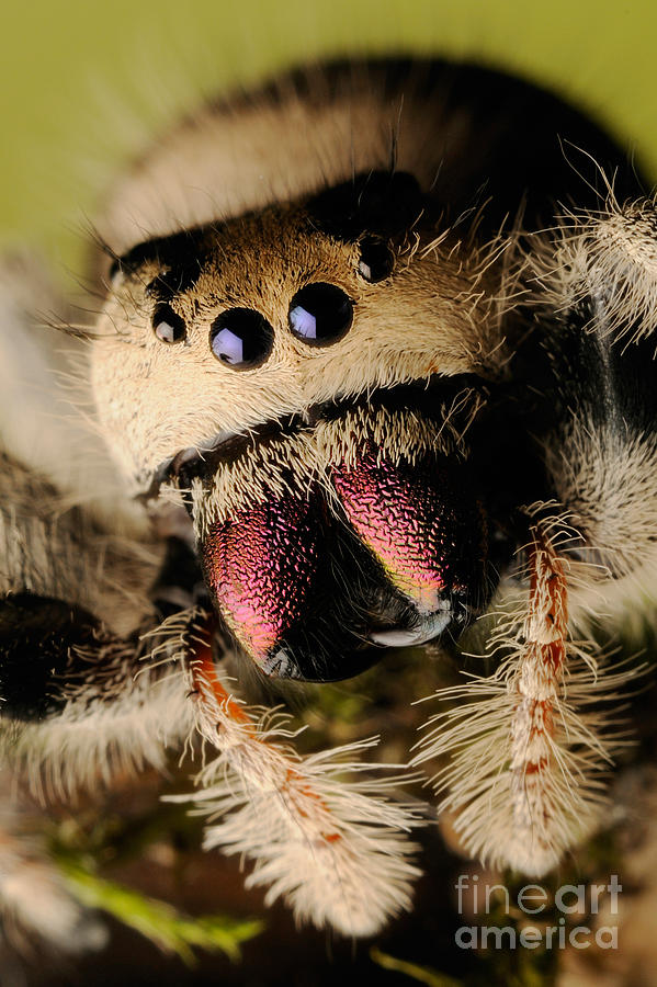Regal Jumping Spider #18 Photograph by Scott Linstead