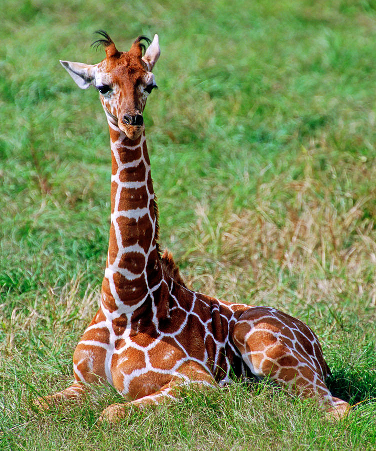 Reticulated Giraffe #18 Photograph by Millard H. Sharp