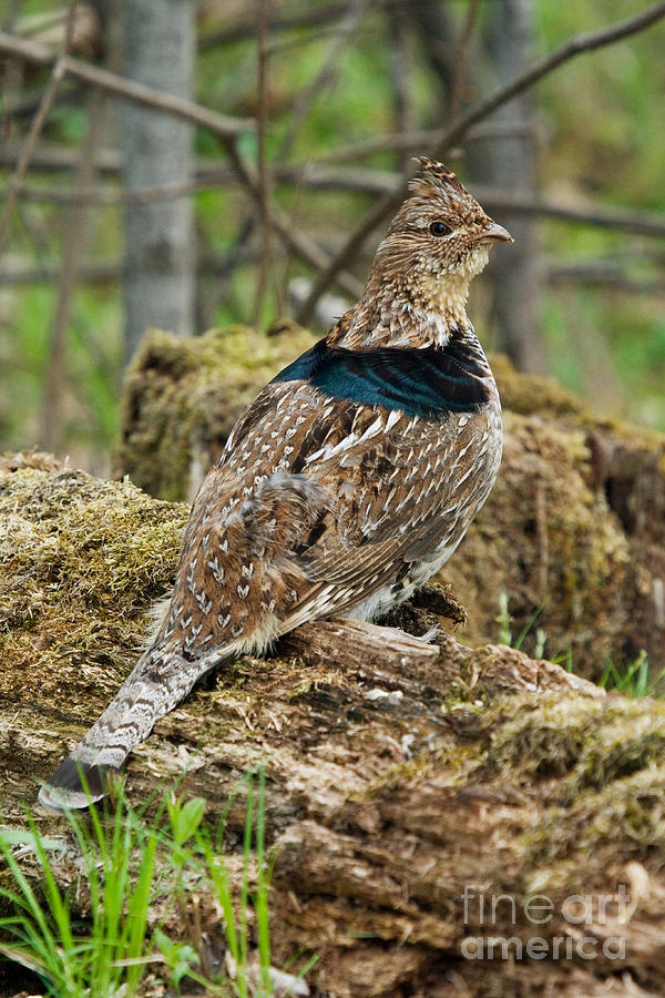 Ruffed Grouse Courtship Display #18 Photograph by Linda Freshwaters Arndt