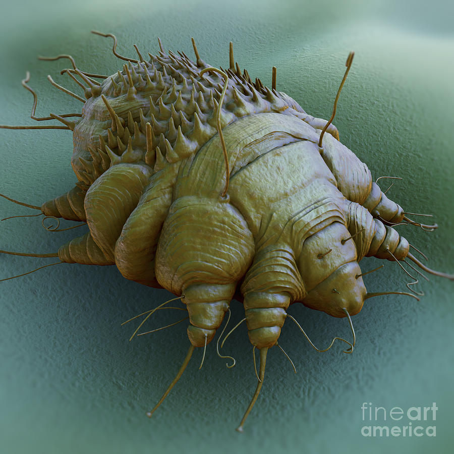 Scabies Mite Photograph By Science Picture Co