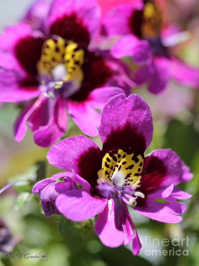 Schizanthus from the Hit Parade Mix #18 Photograph by J McCombie
