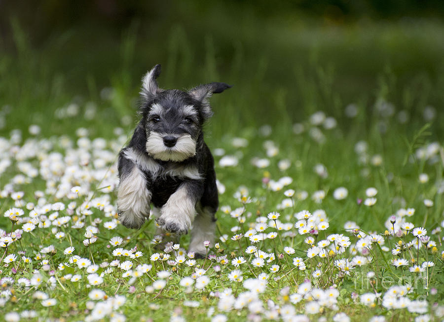 Schnauzer Puppy Dog #18 Photograph by John Daniels
