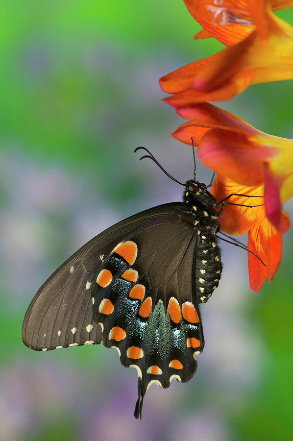 Butterfly Photograph - Spicebush Swallowtail Butterfly #18 by Darrell Gulin