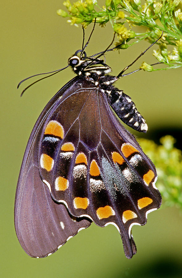Spicebush Swallowtail Butterfly #18 Photograph by Millard H. Sharp