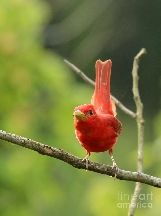 Summer Tanager #18 Photograph by Jack R Brock