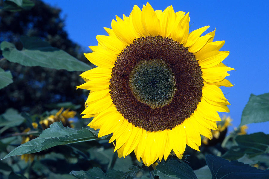 Sunflower #18 Photograph by Bonnie Sue Rauch
