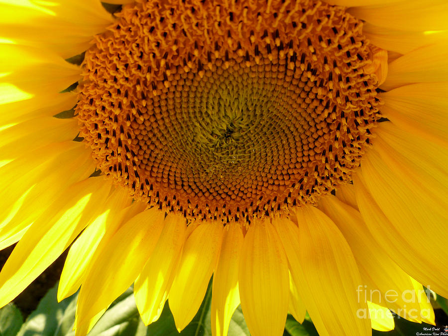 Sunflower #18 Photograph by Mark Dodd