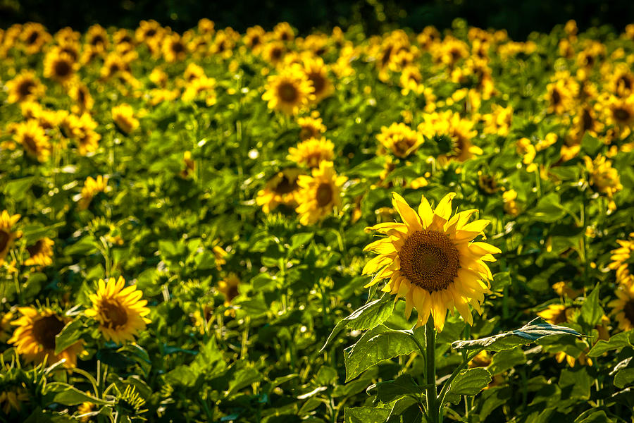 Sunflowers Photograph by Melinda Ledsome
