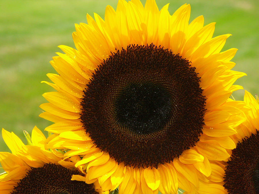Sunflowers #18 Photograph by Bonnie Sue Rauch