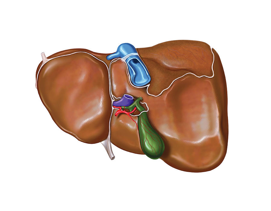 The Liver #18 Photograph by Asklepios Medical Atlas