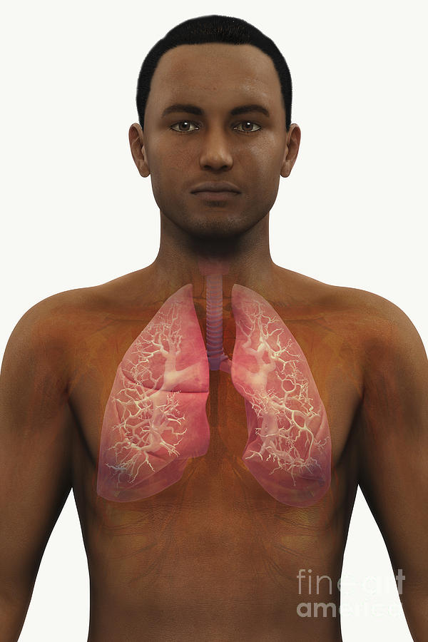 The Respiratory System Photograph By Science Picture Co Fine Art America