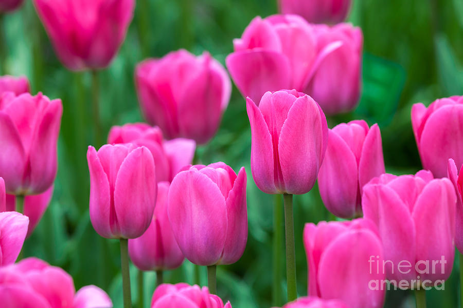 Tulips by Katka Pruskova Tulips by Katka Pruskova