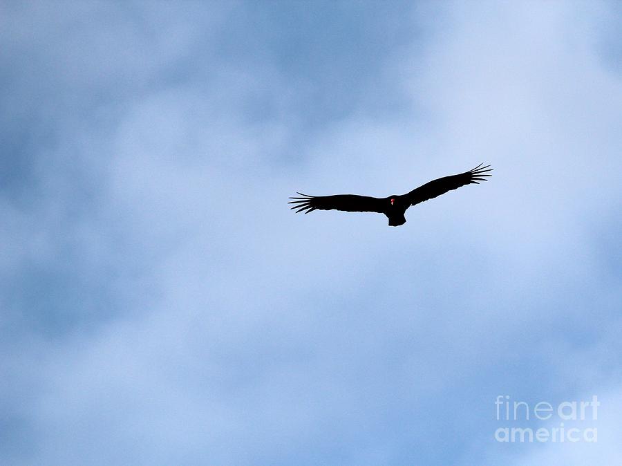 Turkey Vulture #18 Photograph by Jack R Brock