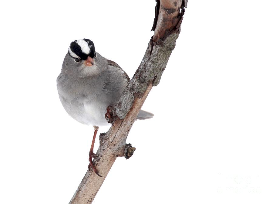 Nature Photograph - White-crowned Sparrow #18 by Jack R Brock