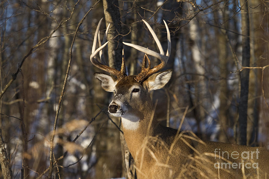 White-tailed Deer In Winter #18 Photograph by Linda Freshwaters Arndt