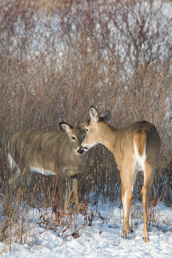 Deer Photograph - White-tailed Deer #18 by Linda Freshwaters Arndt