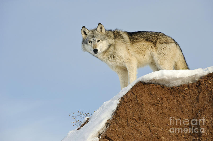 Wolf In Winter #18 Photograph by John Shaw
