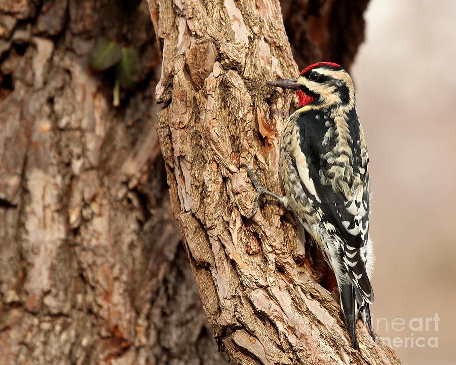 Yellow-bellied Sapsucker #18 Photograph by Jack R Brock