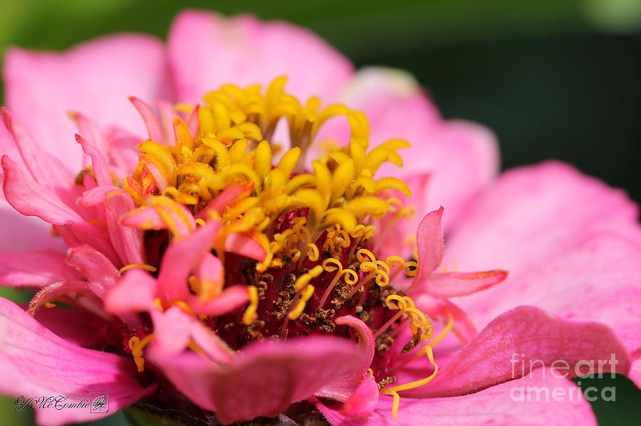 Flower Photograph - Zinnia from the Candy Mix #21 by J McCombie