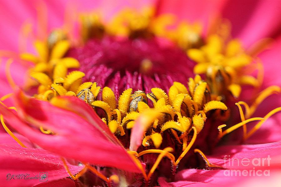 Flower Photograph - Zinnia from the Whirlygig Mix #12 by J McCombie