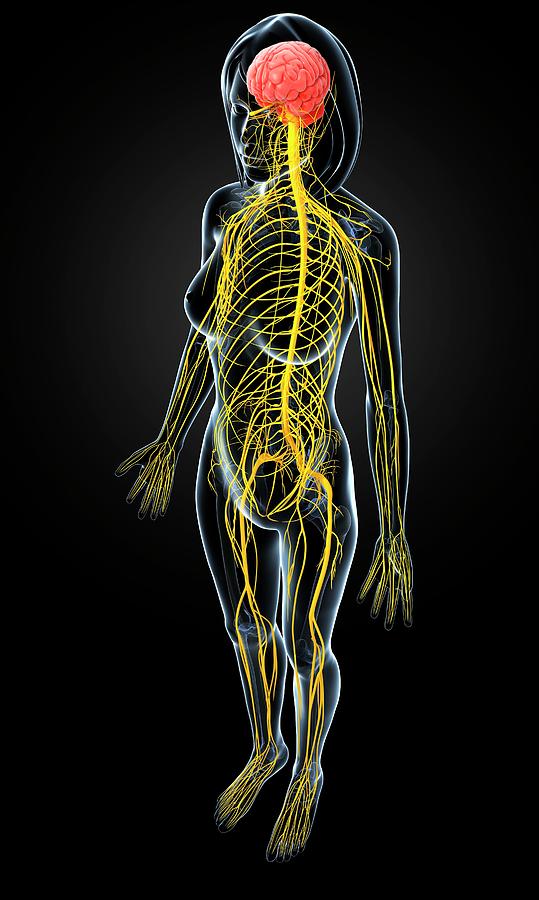 Female Nervous System Photograph by Pixologicstudio