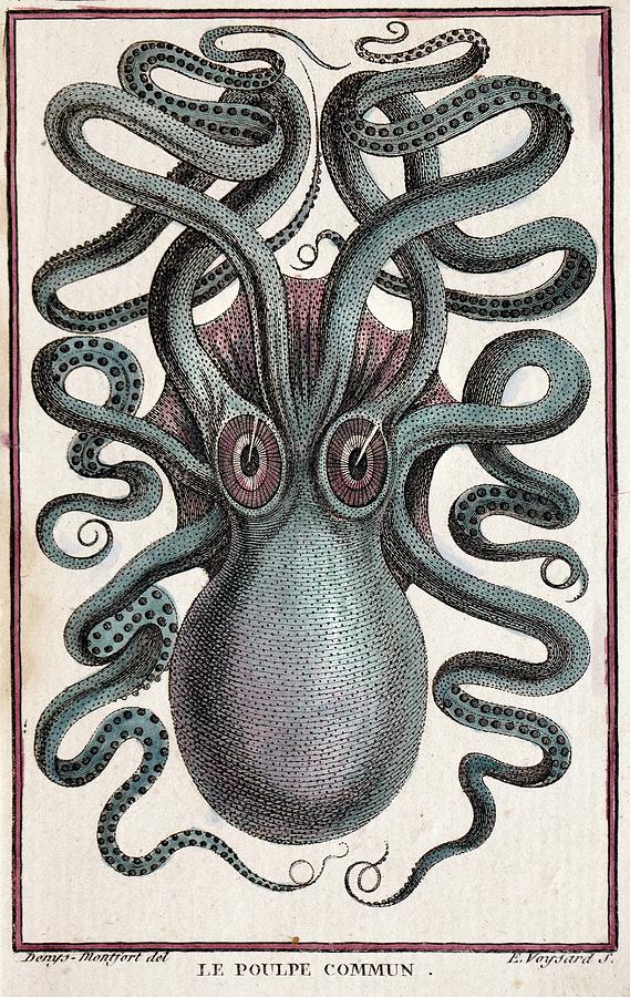 Octopus Photograph - 1801 Montfort Octopus Engraving Colour by Paul D Stewart