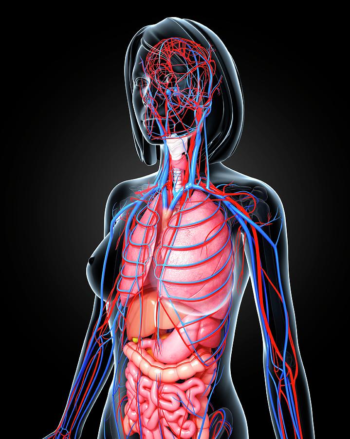 Female Anatomy Photograph by Pixologicstudio/science Photo Library ...