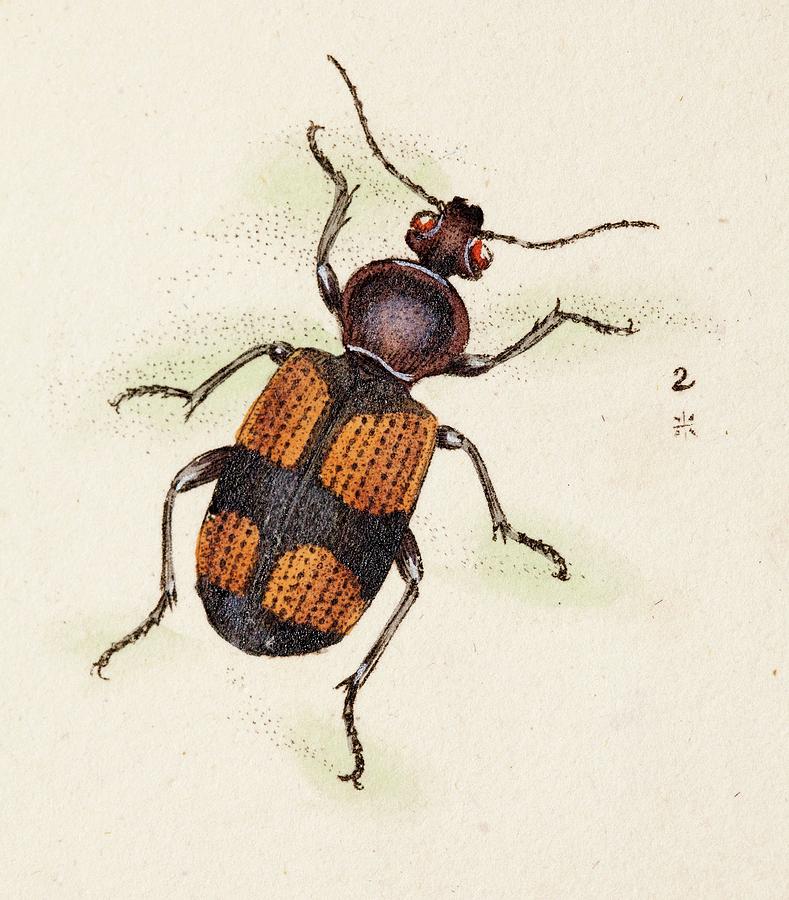 1806 Darwin Beetle Panagaeus Cruxmajor Cu Photograph by Paul D Stewart