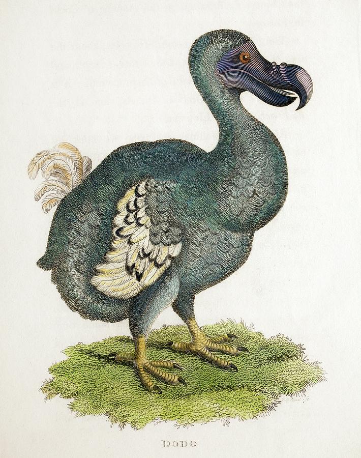 1809 The Dodo Illustration In George Shaw Photograph by Paul D Stewart
