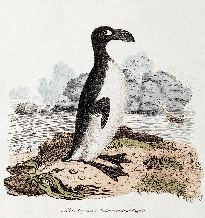 Bird Photograph - 1819 Extinct Great Auk Illustration by Paul D Stewart
