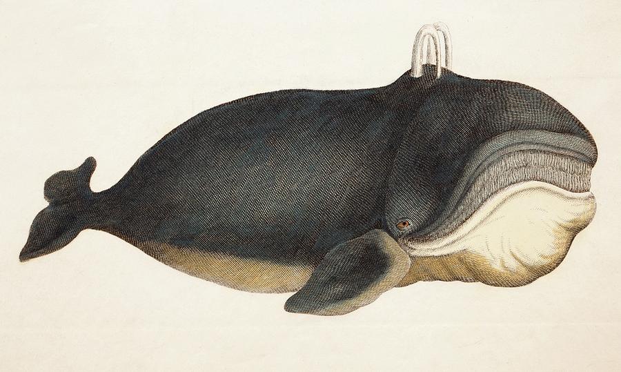 1823 Engraving Of Whale Simeon Shaw. Photograph by Paul D Stewart