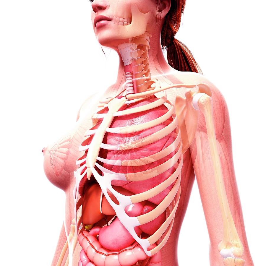 Female body map - Stock Image - P870/0111 - Science Photo Library