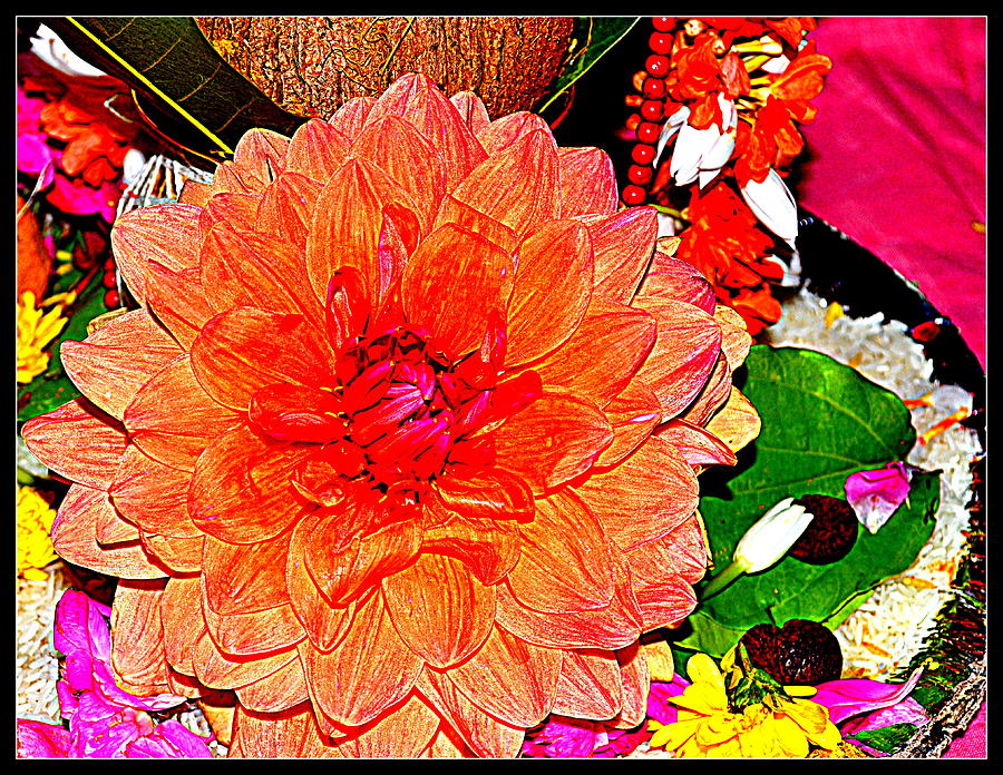 Flowers Flowers And Flowers #183 Photograph by Anand Swaroop Manchiraju