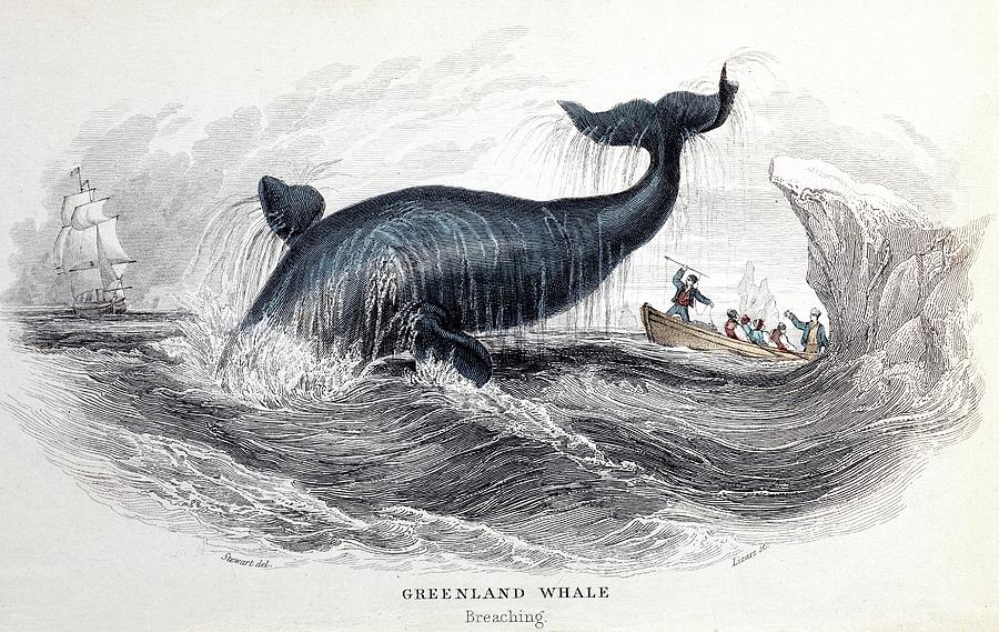 1837 Bowhead Greenland Whale Whaling Photograph by Paul D Stewart/science Photo Library