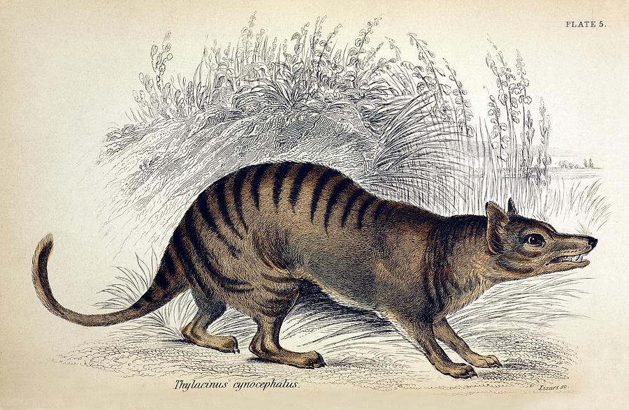 1841 Extinct Thylacine Tasmanian Tiger Photograph by Paul D Stewart ...