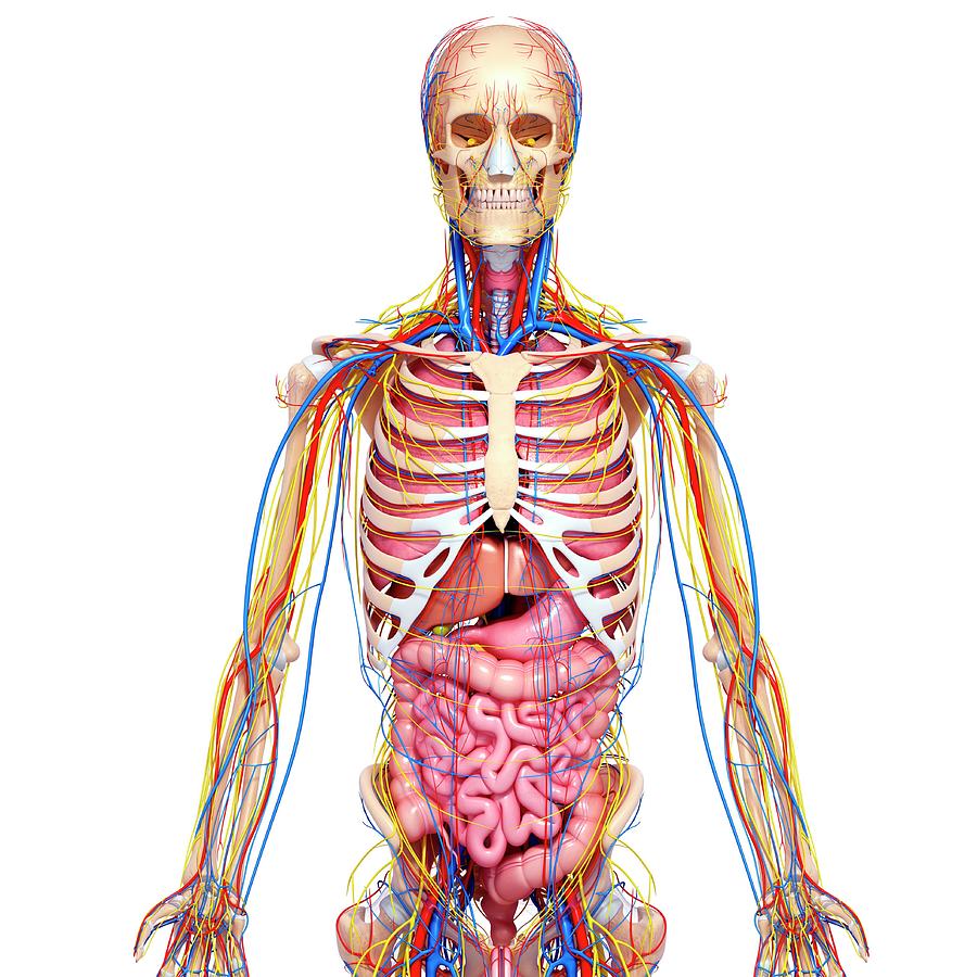 Кровеносная система на скелете