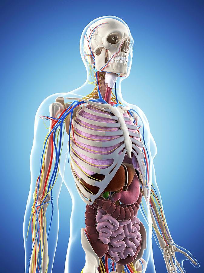 Male Anatomy Photograph by Sciepro/science Photo Library - Fine Art America