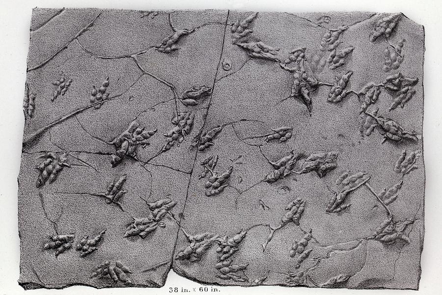 1858 Dinosaur Tracks Ichnology Hitchcock Photograph by Paul D Stewart