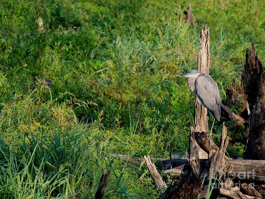 Great Blue Heron #186 Photograph by Jack R Brock