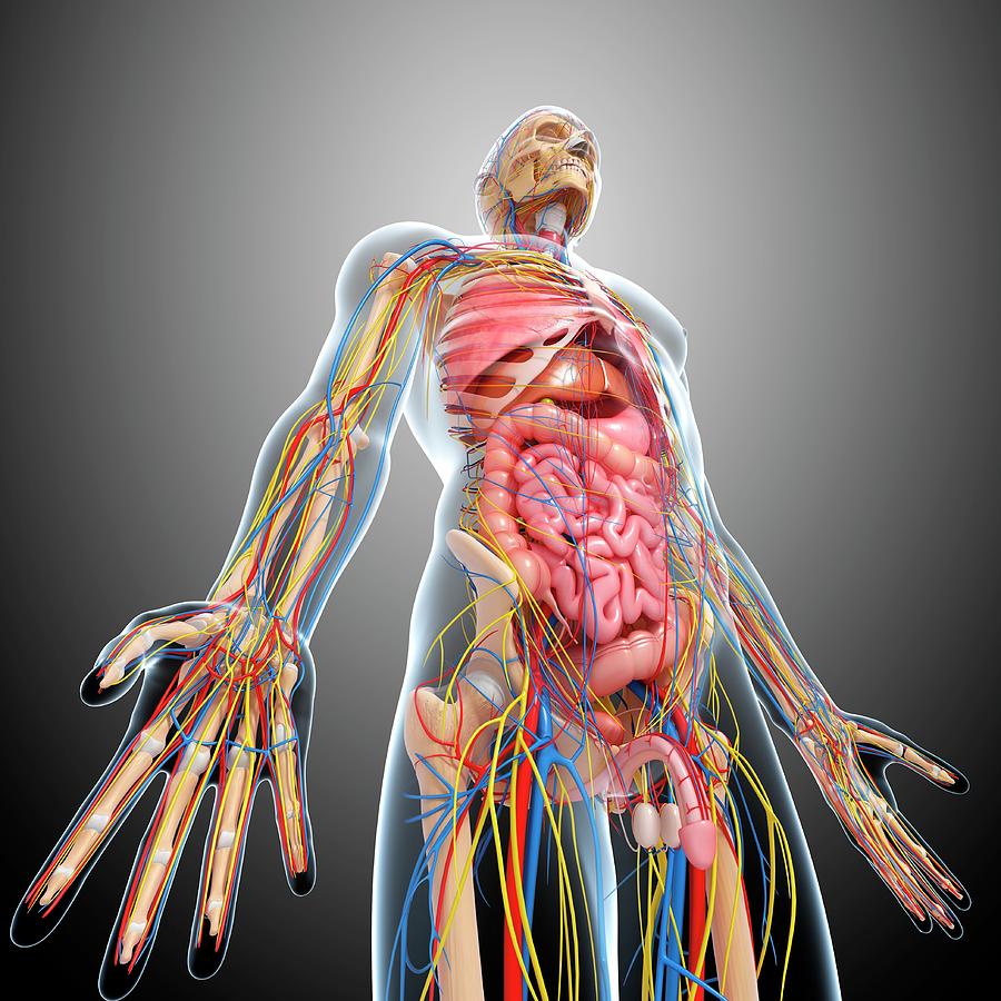 anatomy male figure