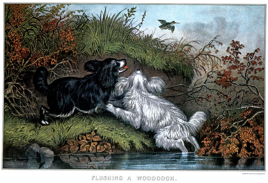 Currier And Ives Painting - 1860s Two Spaniel Dogs Flushing by Vintage Images