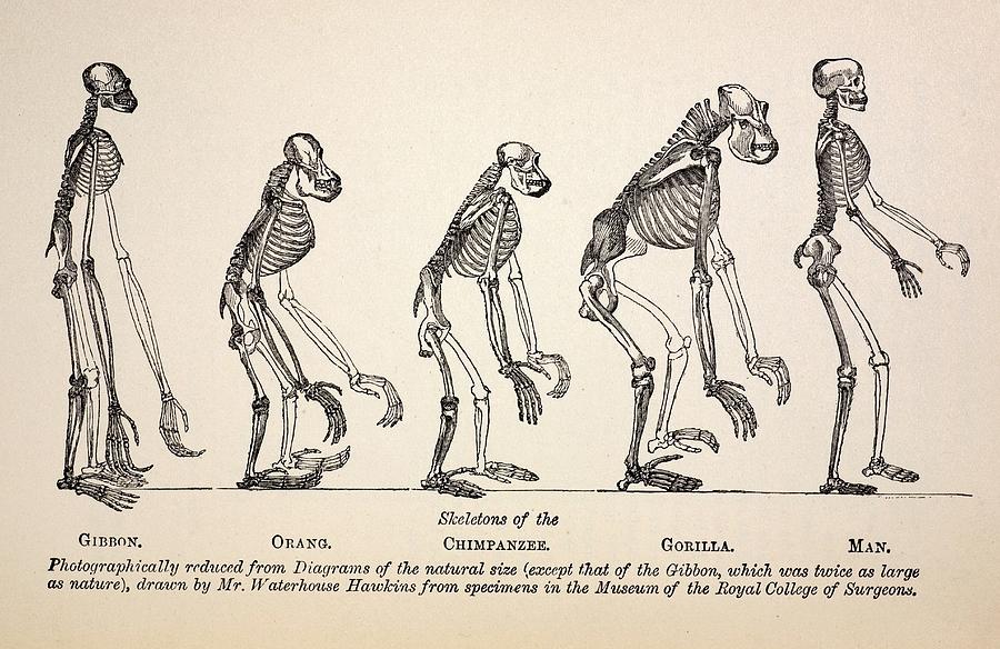 1863 Huxley From Ape To Man Evolution Photograph by Paul D Stewart