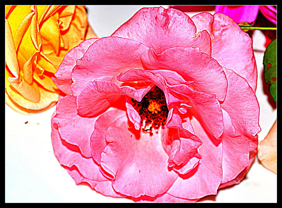 Flowers Flowers And Flowers #187 Photograph by Anand Swaroop Manchiraju
