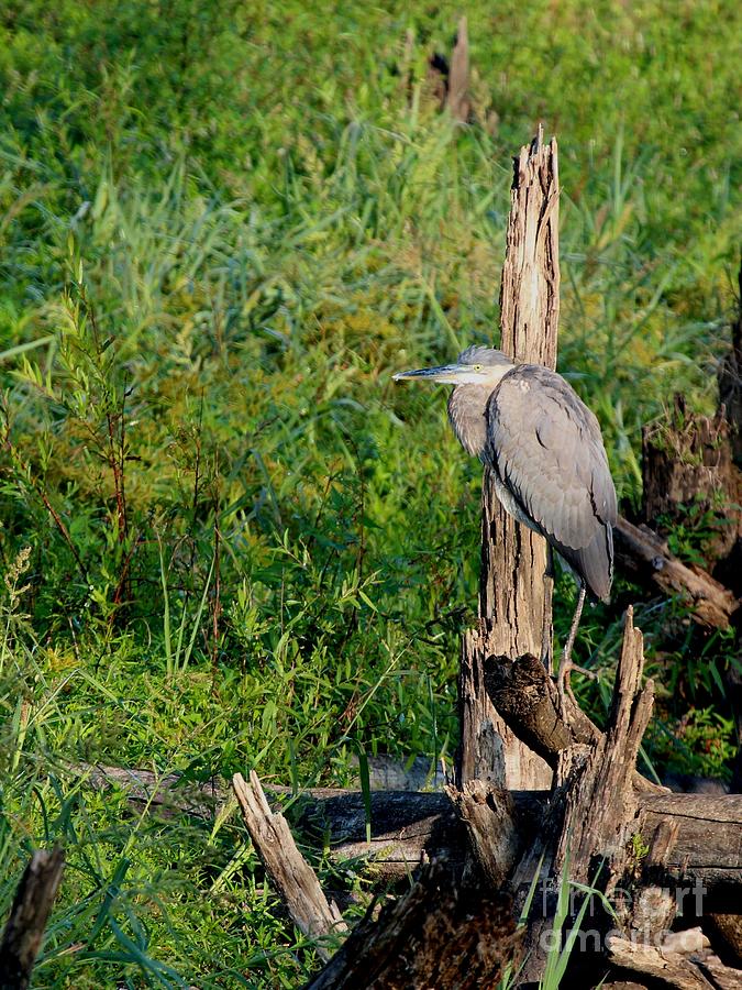 Great Blue Heron #187 Photograph by Jack R Brock