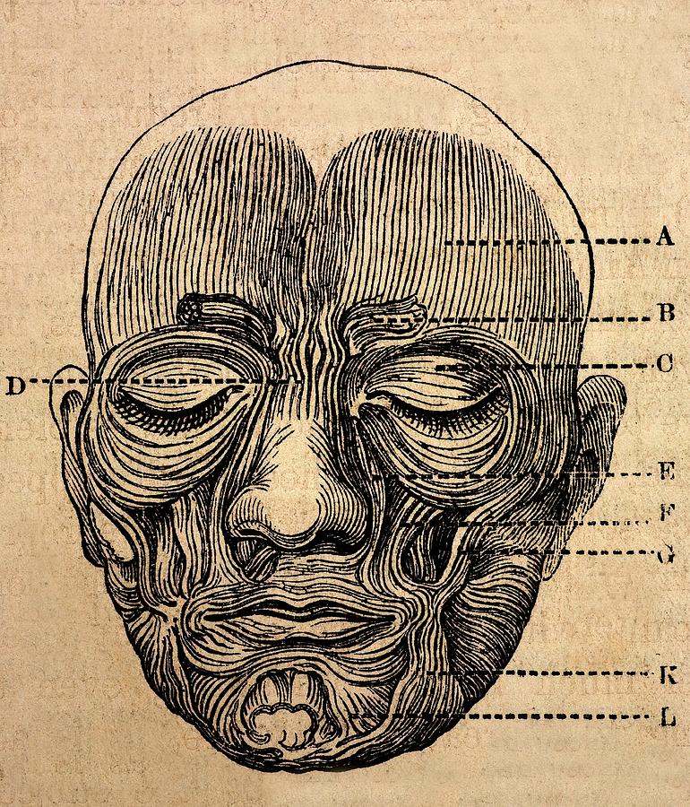 1872 Darwin Facial Muscles For Expression by Paul D Stewart