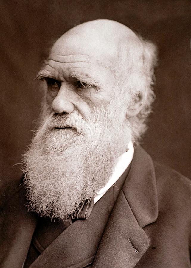 1877 Charles Darwin Portrait Photograph Photograph by Paul D Stewart