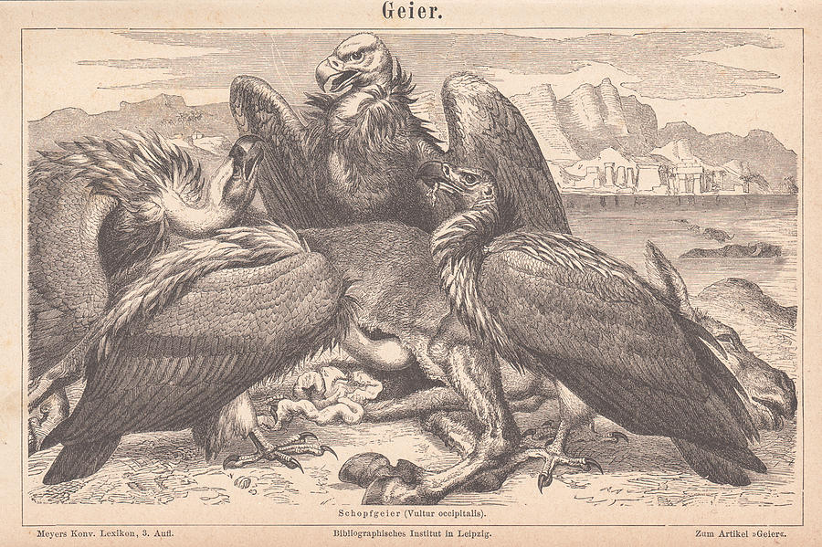 1879 Art Print Engraving Vultures Digital Art by MN Digital - Fine Art ...